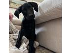 Adopt Tilley a Black Labrador Retriever