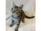 Adopt Santa Fe a Domestic Short Hair