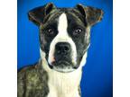 Adopt Billie a Boxer, Mixed Breed