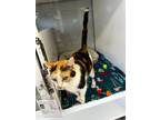 Adopt Nancy a Domestic Short Hair