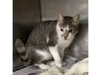 Adopt Macchiato a Domestic Short Hair