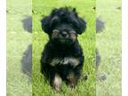 Yorkshire Terrier PUPPY FOR SALE ADN-813070 - Yorkshire terrier mini poodle mix