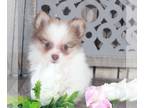 Pomeranian PUPPY FOR SALE ADN-813074 - Pebbles Stunning Female Pomeranian Puppy