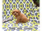 Cavapoo PUPPY FOR SALE ADN-813220 - Sweet fluffy Cavapoo puppy