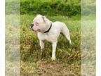 American Bulldog PUPPY FOR SALE ADN-813333 - Gorgeous male bulldog looking for