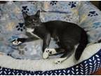 Adopt Dottie a Domestic Short Hair