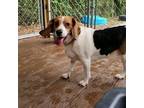 Adopt Riddle a Beagle