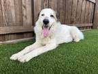 Adopt Lila a Great Pyrenees