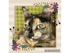 Adopt SHELBY a Domestic Medium Hair, Domestic Short Hair