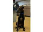 Adopt Brownie a Shar-Pei, Mixed Breed