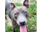 Adopt SNOW WHITE a Pit Bull Terrier, Mixed Breed