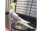 Adopt Njord a Cockatiel