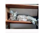 Adopt Princess a Domestic Medium Hair