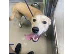 Adopt Roxy (50 Scent) a Labrador Retriever, Mixed Breed