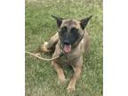 Adopt Zara a Belgian Shepherd / Malinois