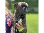 Adopt Trisha a Pug, Boston Terrier