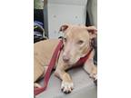 Adopt Harper a Pit Bull Terrier