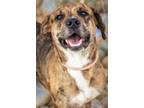 Adopt Waffle a Cattle Dog, Pit Bull Terrier