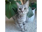 Adopt Rosemary a Domestic Short Hair, American Shorthair