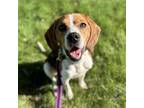 Adopt AppleJuice a Beagle