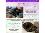 Adopt Peaches a Domestic Short Hair