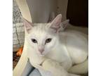 Adopt Iris - LM a Domestic Short Hair