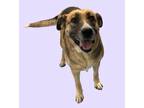 Adopt Fergie a German Shepherd Dog