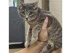 Adopt Catness a Domestic Short Hair