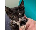 Adopt Penny a Domestic Short Hair