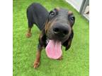 Adopt Bristol a Bloodhound, Black and Tan Coonhound