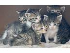 Adopt Munchkin Litter a Domestic Short Hair