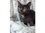 Adopt Shuri-The Tiny Panther Litter a Domestic Short Hair