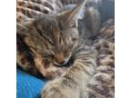 Adopt Whilhelmina a Domestic Short Hair