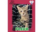 Adopt Fleur a Domestic Short Hair