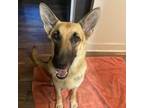 Adopt Lola a German Shepherd Dog