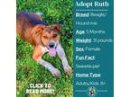 Adopt Ruth a Beagle, Hound