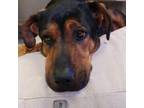 Adopt Razbo a Doberman Pinscher, Mixed Breed