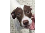 Adopt S'more a Labrador Retriever, Hound