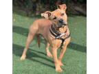Adopt Luffy a Pit Bull Terrier, Shar-Pei