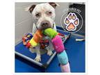 Adopt Brucey a Pit Bull Terrier