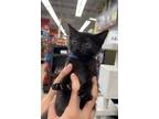 Adopt Lucky Charms a Domestic Short Hair