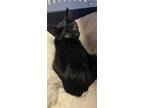 Adopt Ponzu - Little girl adorable black kitten! a Domestic Short Hair, Siamese