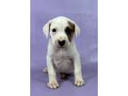 Adopt Nugget a Catahoula Leopard Dog, Mixed Breed