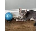 Adopt Sokka a Domestic Short Hair