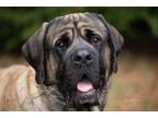 Adopt Achilles a Mastiff