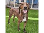 Adopt Mac a Hound