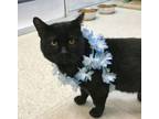 Adopt Greg a Domestic Short Hair