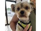 Adopt Indie a Yorkshire Terrier