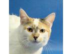 Adopt Princess Rocky a Calico or Dilute Calico Domestic Shorthair (short coat)