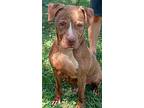 Jojo, American Pit Bull Terrier For Adoption In Zuni, Virginia